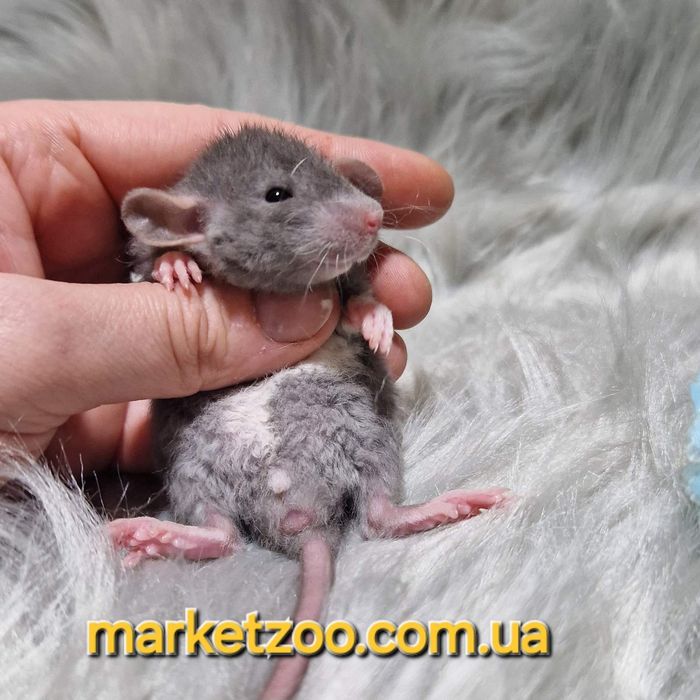 Супер шикарний малюк кучерявий Дамбо рекс шикарний крысы,крысята,криси