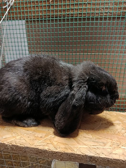 Baran Francuski ( Samiec )