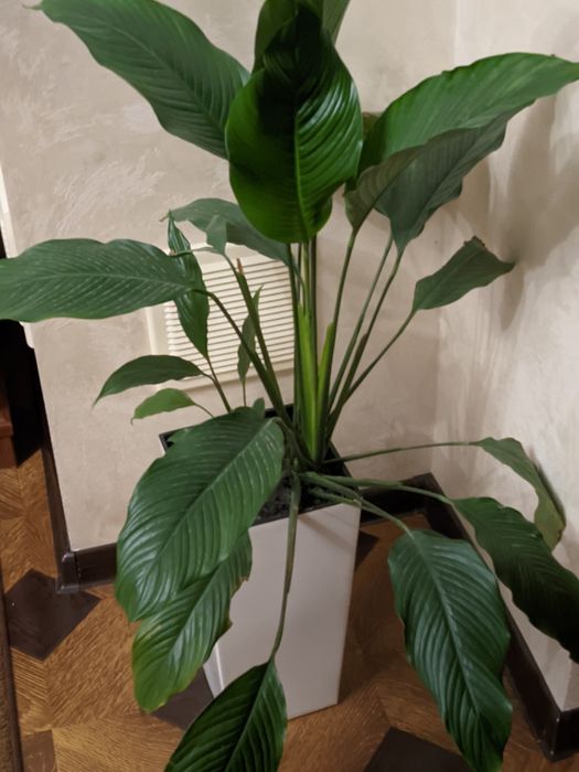 Монвіллея,спатифілум, ехеверії,сукуленти