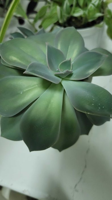 Ехеверія, сансевієрія,хавортія,грошове дерево  кохання каланхоє кактус