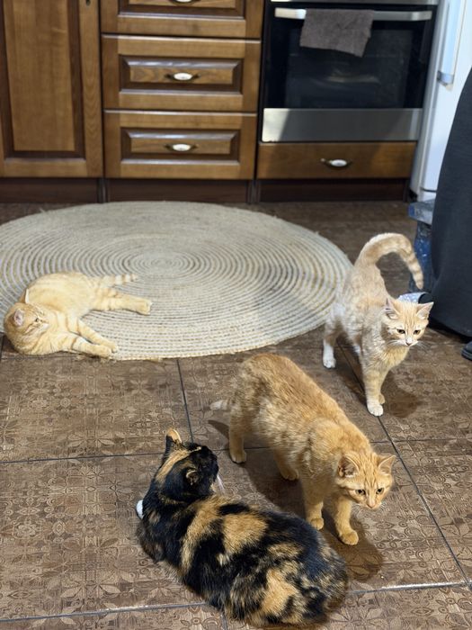 Віддам в добрі руки котиків