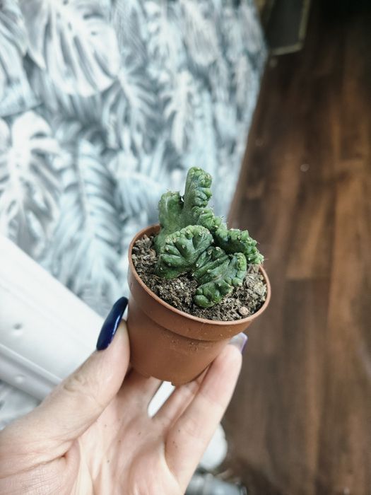 Міртіллокактус геометрізанс (Mertillocactus geometrizans)