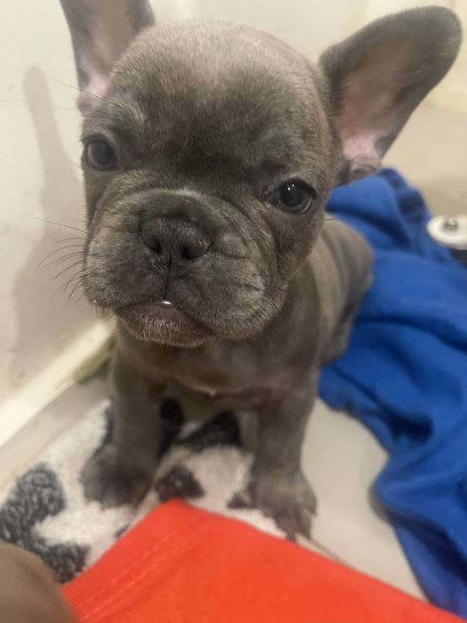 Filhote de Bulldog Francês - Blue