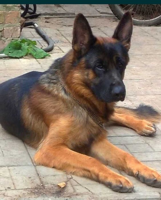 Питомник предлогает роскошную суку.