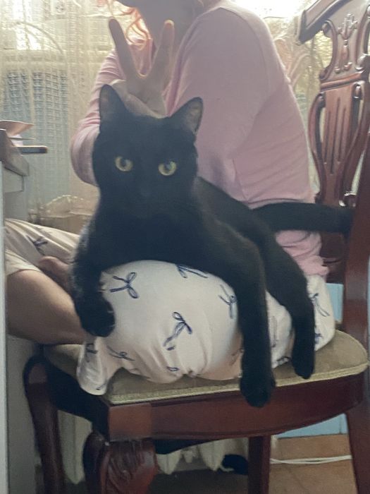Пошук кота за винагороду. Хлопчик, кастрований. Чорний повністю. Розовий ошейник