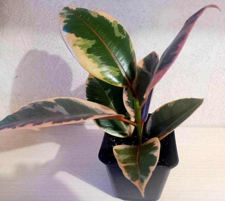 Фикус каучуконосный Белиз.