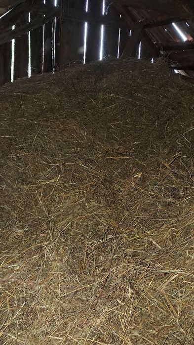 продам сіно люцерна 2.3 роки