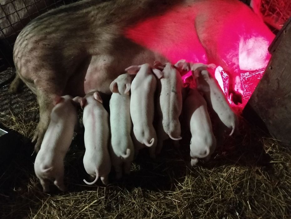 Продам поросят . Провакциновані по віку, е різної ваги та різного віку