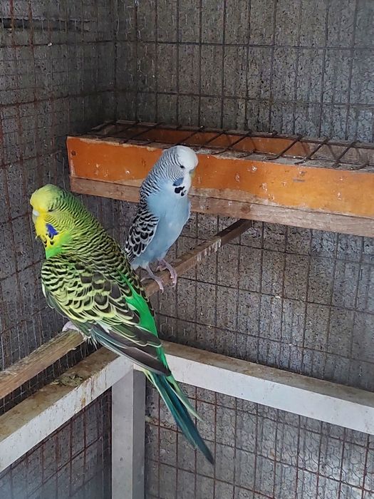 Casal de piriquitos ingleses