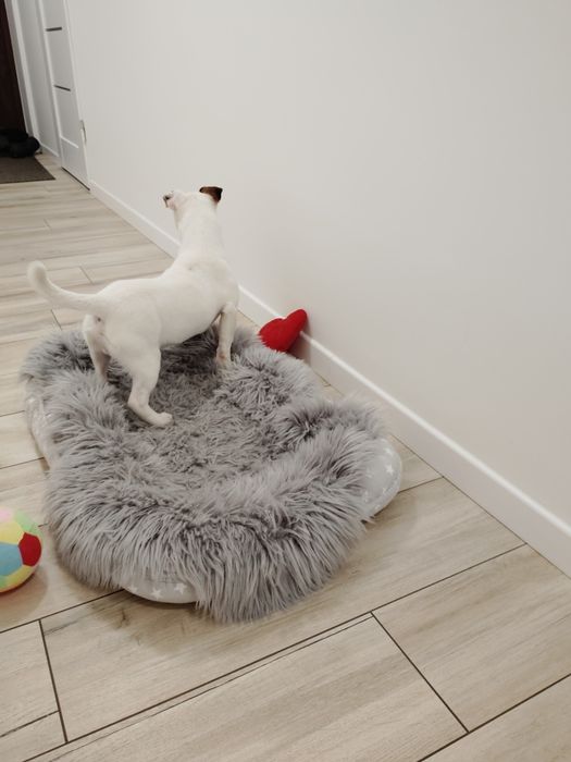 Śliczny piesek Jack Russell Terrier!