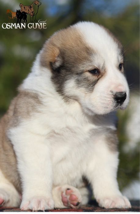 Крупний хлопчик Алабай Середньоазіатська вівчарка