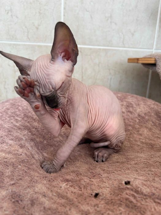 Gatinho Sphynx macho