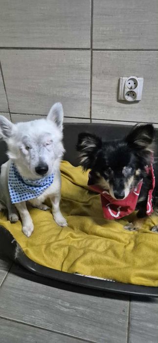 Do adopcji para maluszków