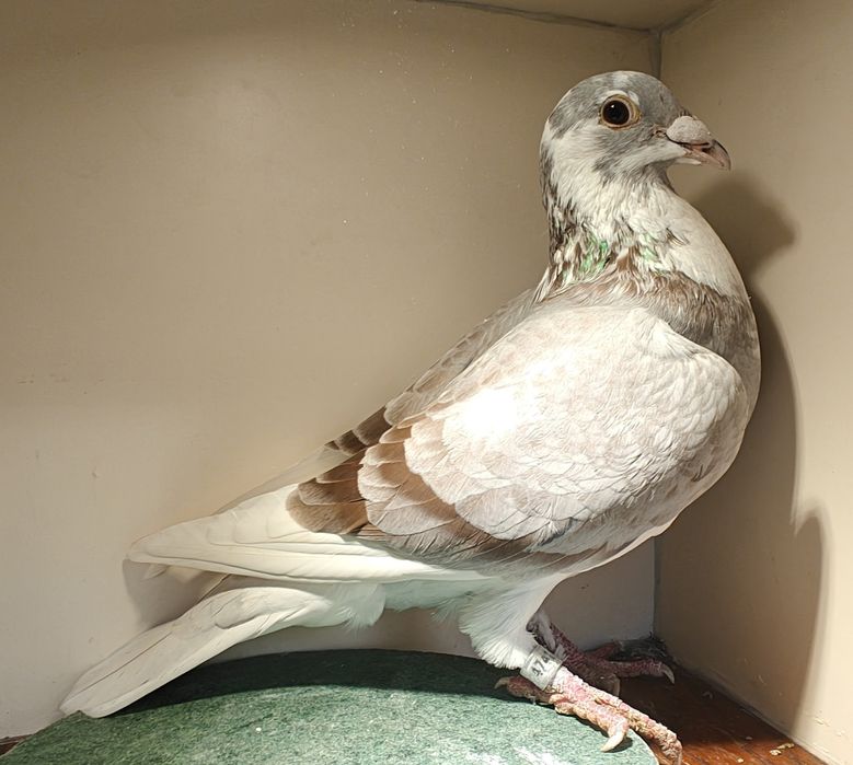 Sprzedam młode gołębie 2026