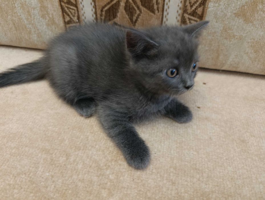 Продам шотландських кошенят