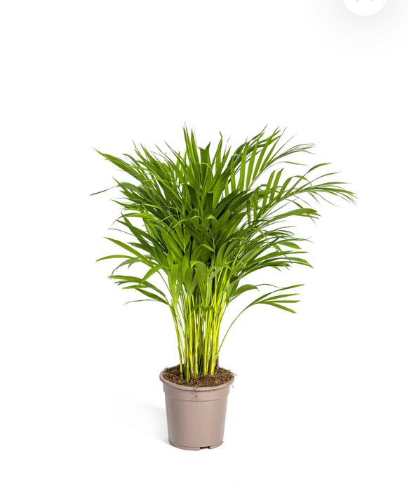 Пальма Арека