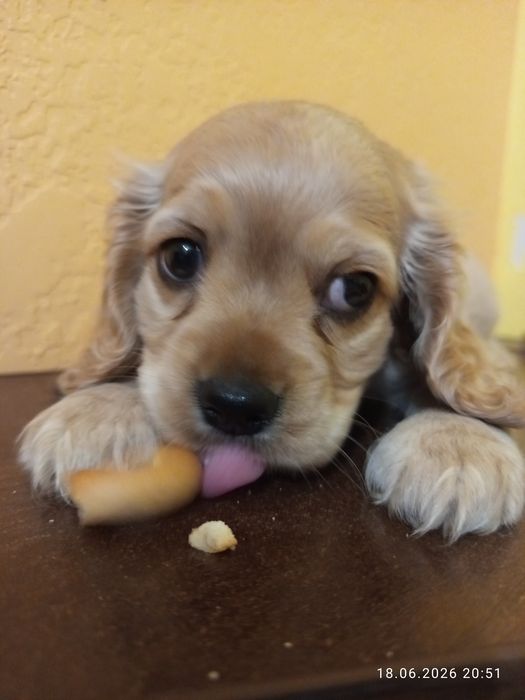 Американський кокер спаниель