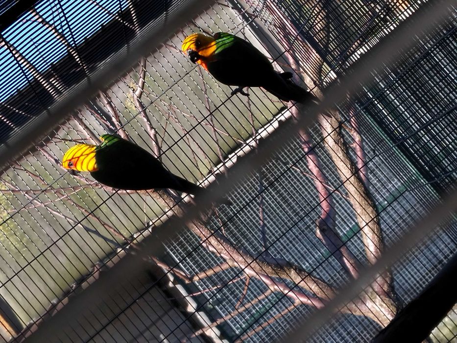 Várias aves para cedência