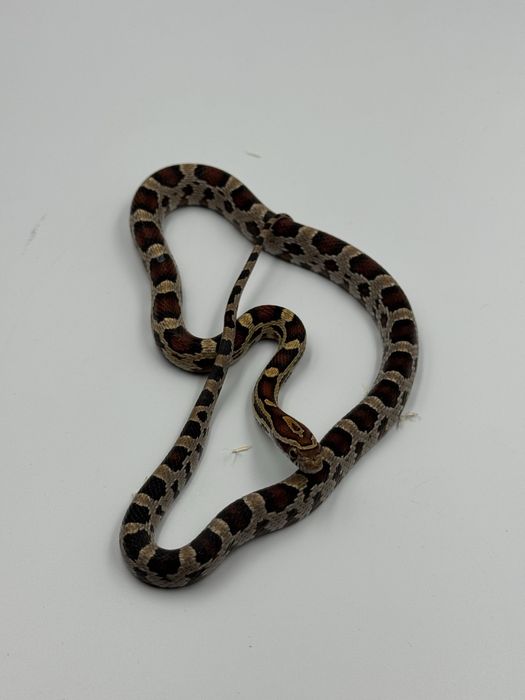 Wąż zbożowy terrarystyka