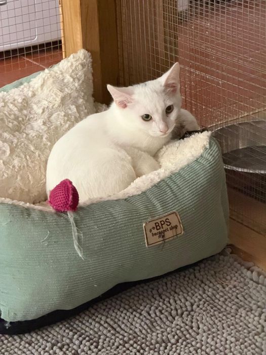 Gato para adoção responsável