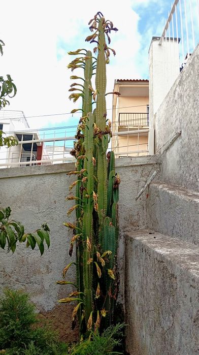 Cacto Mandacaru 13 anos (4m)
