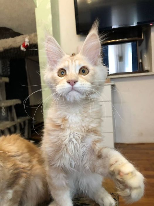 Мейн кун  рудий хлопчик і дівчинка.