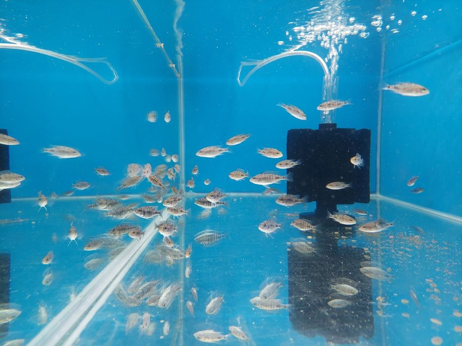 Aulonacary Red Empress