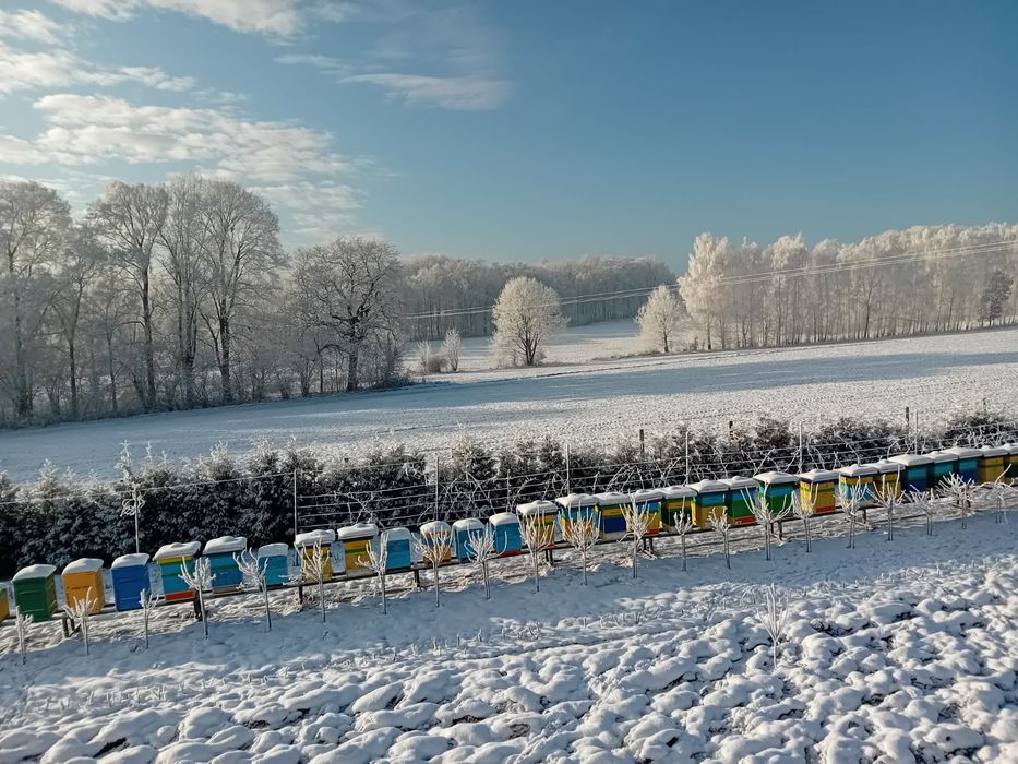 Sprzedam miody zwykle i smakowe