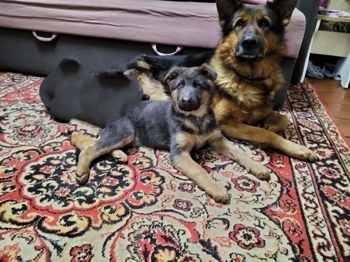 Продаються цуцики німецької вівчарки