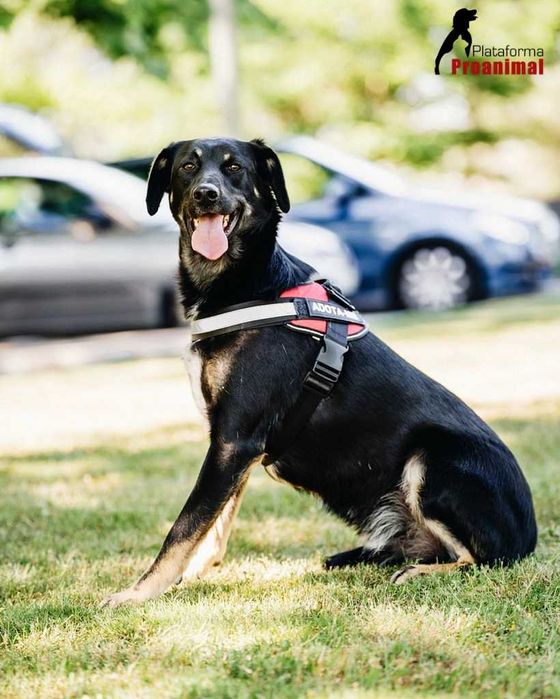 FRODO - Cãozinho para Adoção