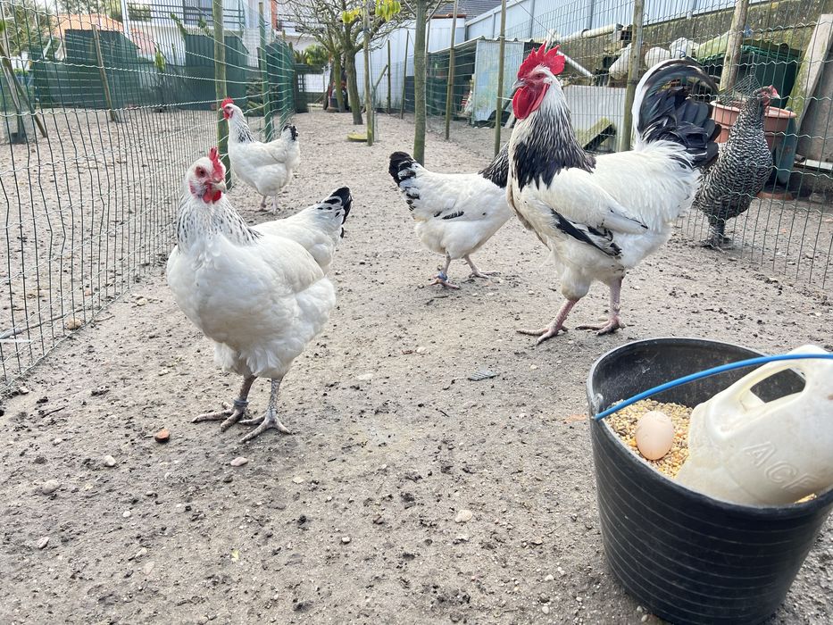 JERSEY GIGANTE NEGRO, OVOS DE INCUBAÇÃO.