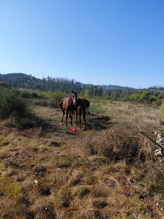 Eguas lusitanas puro