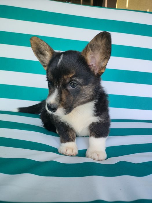 Welsh Corgi Cardigan FCI