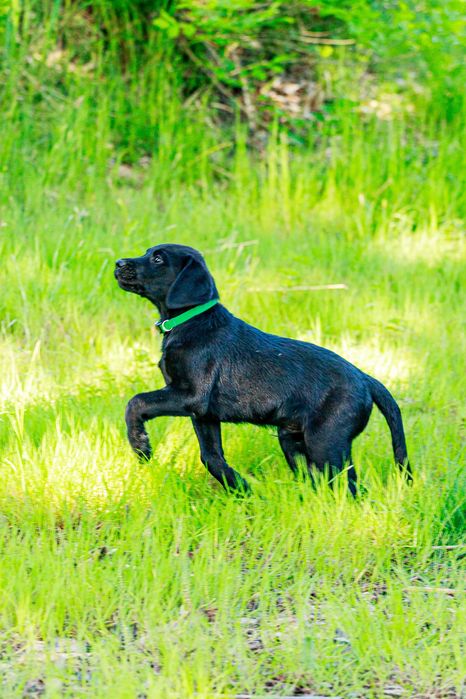 Labrador retriever FCI