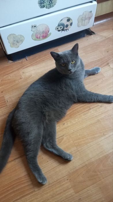 Отдам в хорошие руки