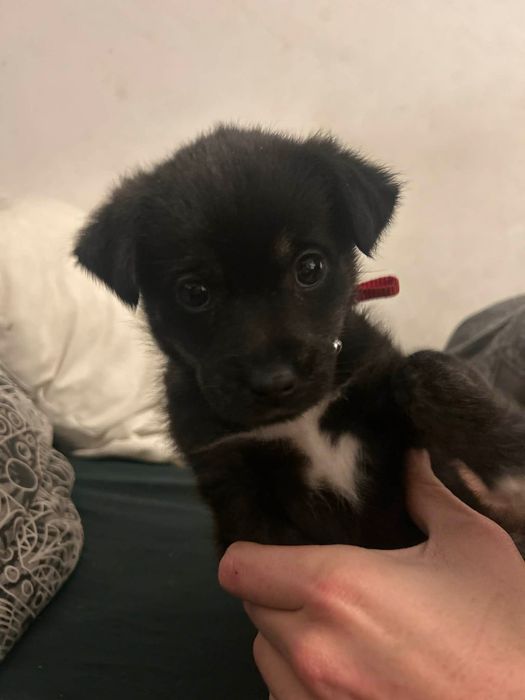 Oddam pieska w dobre ręce