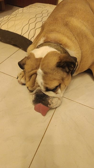 Pet sitting e dog walking