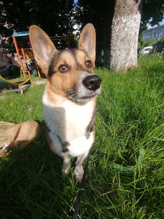 Хлопчик помісь Коргі