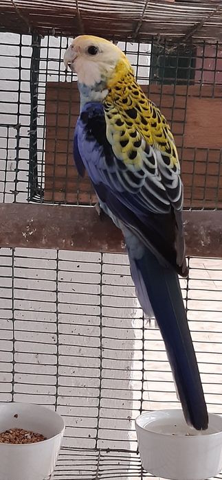 Roselas Adscitus Machos