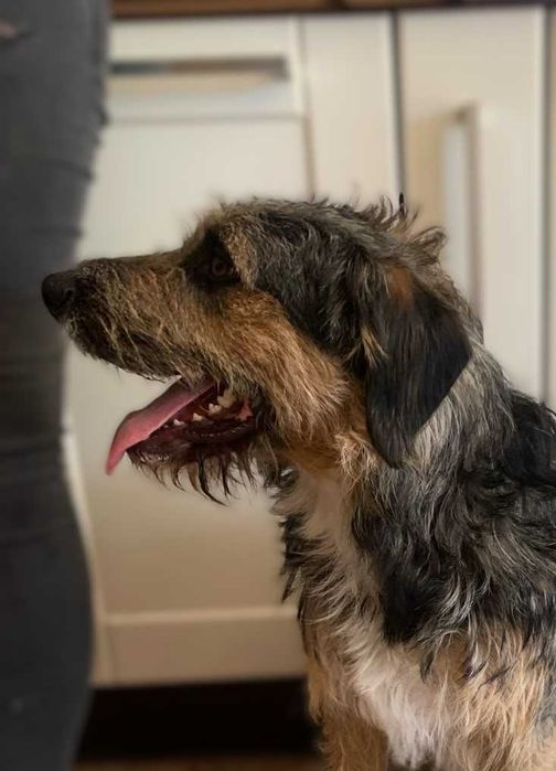 Połtora roczny Uszek do adopcji