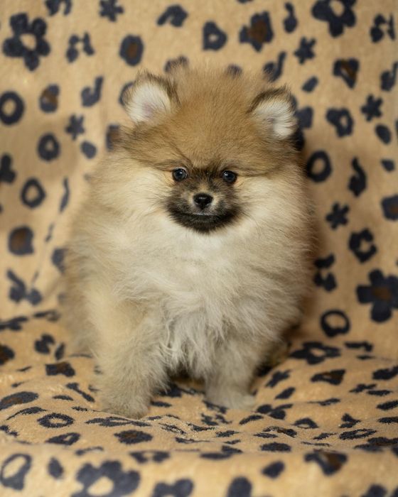 Pomeranian piesek typ misia,po bardzo małych rodzicach