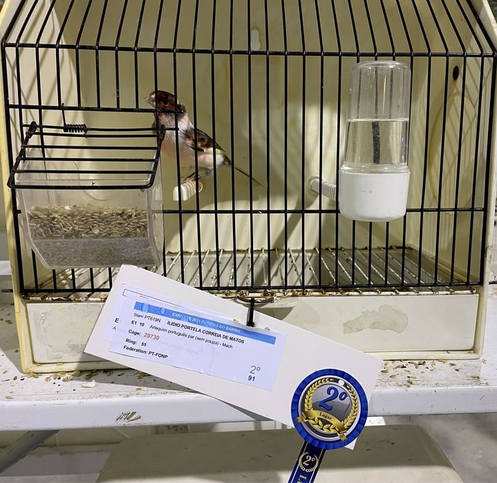 Canario Arlequim português