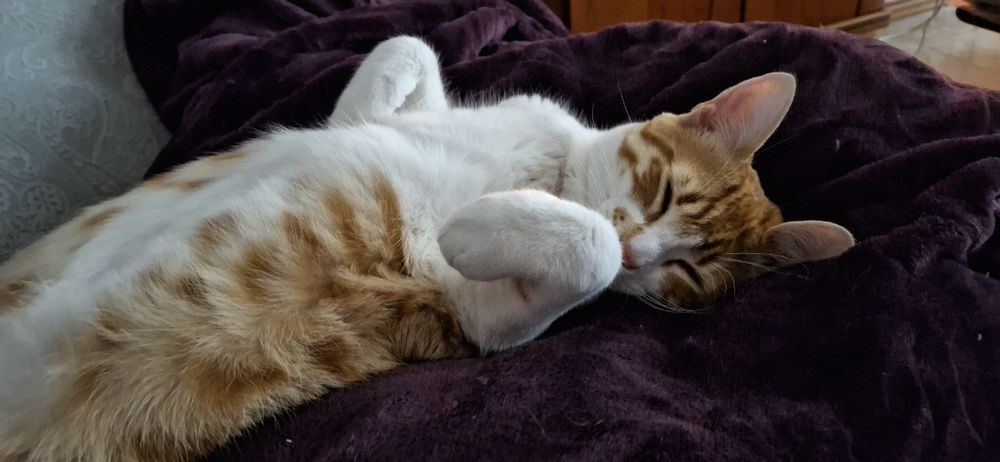 Gato 8 meses para adopção responsável