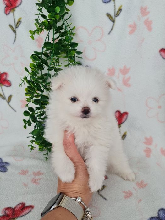 Estupendo mini mini 600g Lulu da Pomerânia / Spitz Alemão Anão de Qualidade