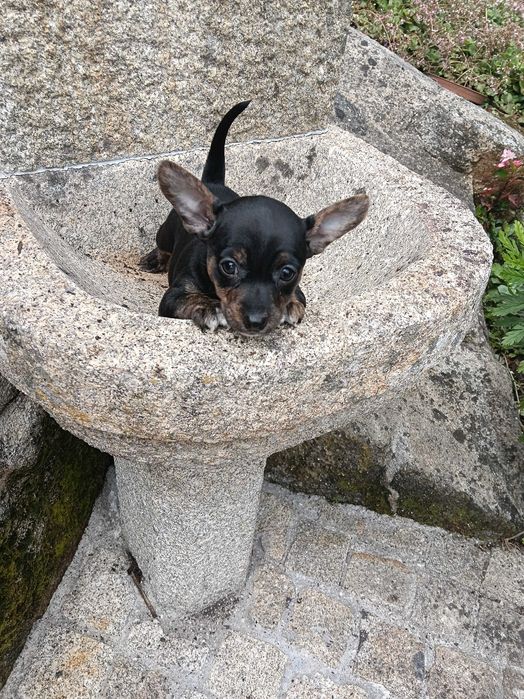 Pinscher  macho lindo