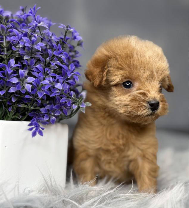 Девочка мальтипу Baby face