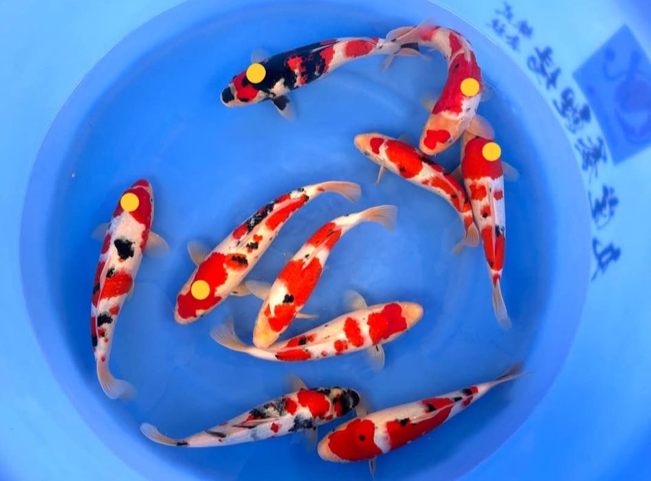 Carpas KOI - JUMBO TOSAI - SANKE C/certificado