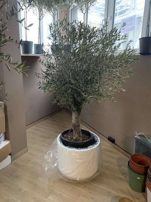 Оливкове дерево   Бонсай 1,70