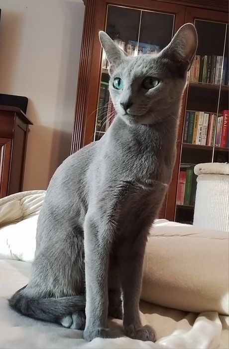 Kocurek rosyjski niebieski. Rodowód  FPL/FIFe