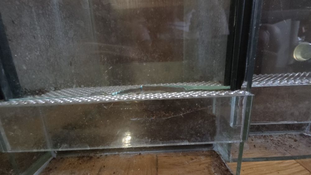 Terrarium używane tanio ptasznik pająk skorpion